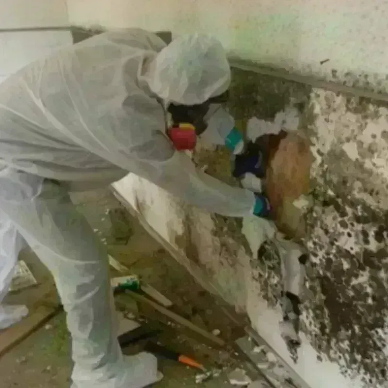 Mold Remediation and Removal in Raynham Center, MA